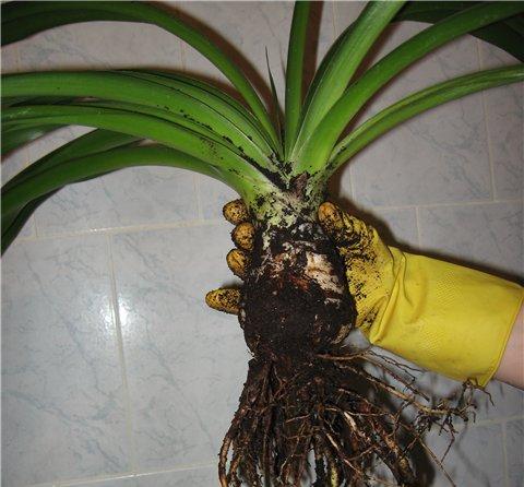 Yucca doma: starostlivosť a reprodukcia