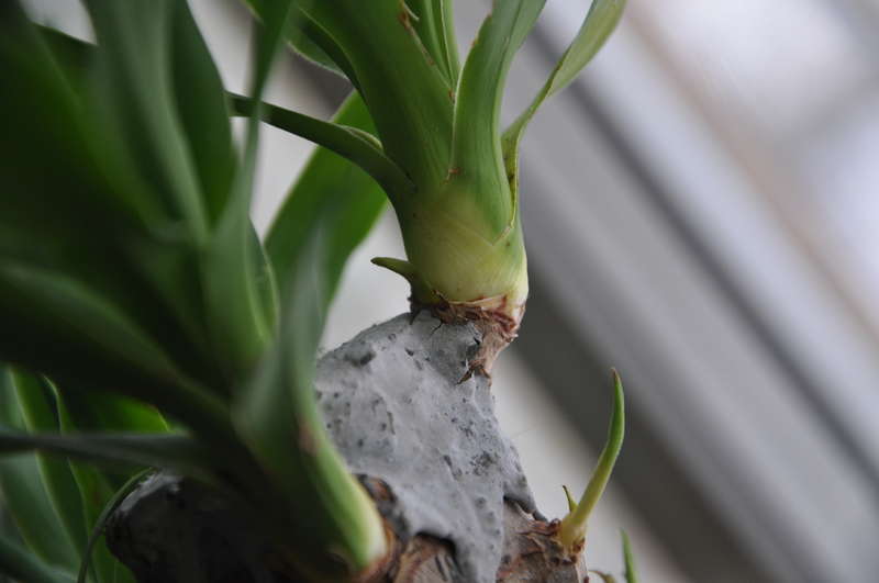 Yucca doma: starostlivosť a reprodukcia