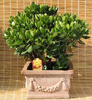 Kancelária Feng Shui