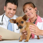 Profesia Veterinári