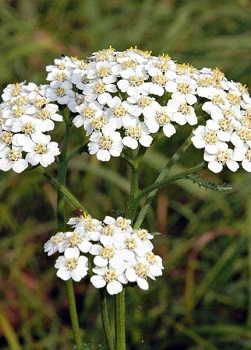 Odvar z kolekcie Yarrow