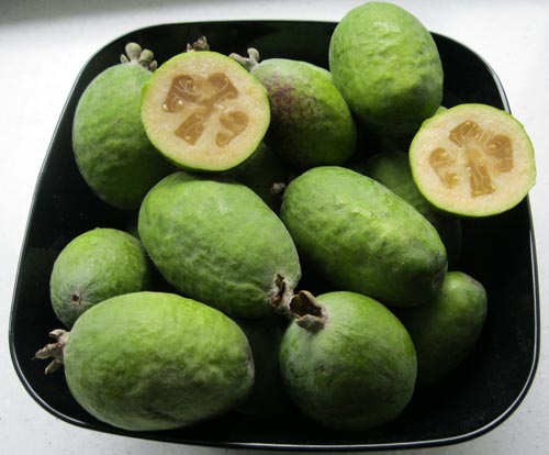 Feijoa - užitočné vlastnosti, výhody a poškodenie feijoa