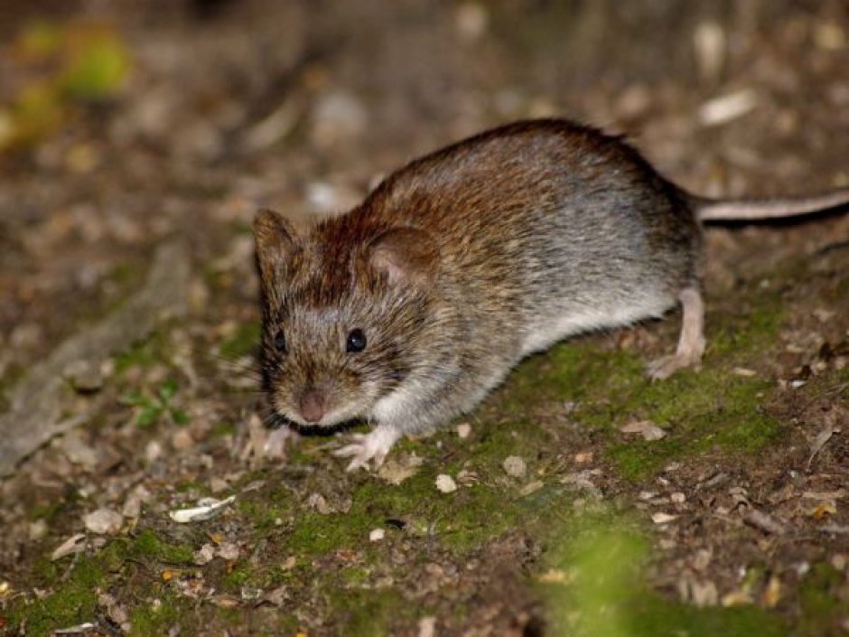 myšie vole