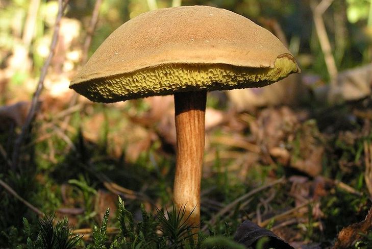Ktoré huby sú najčastejšie zabudnuté v lese