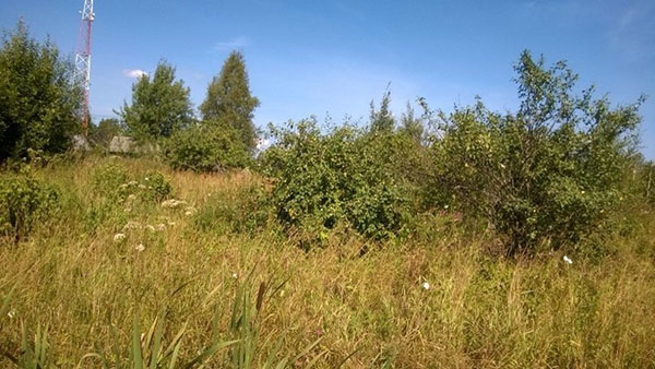A napriek tomu bude v lete roku 2017 prísť v Moskve a centrálnom páse Ruska alebo nie