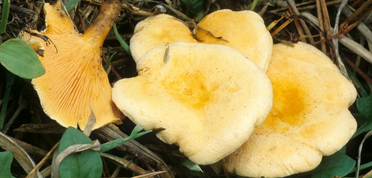 Falošná lienka