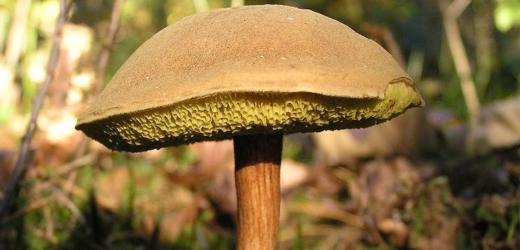 Falošná bříza: dajte si pozor na nebezpečnú dvojitú