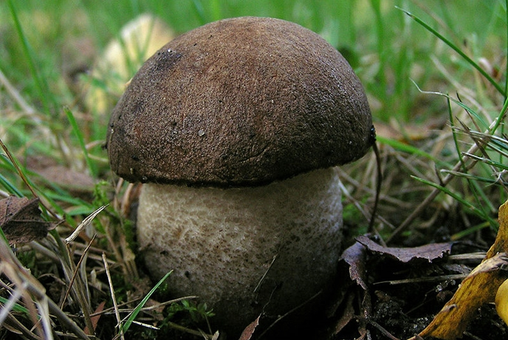 Najlepšie jesenné huby: ostružina