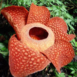 Nezvyčajné kvety - rafflesia