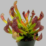 Nezvyčajné kvety - sarracenia