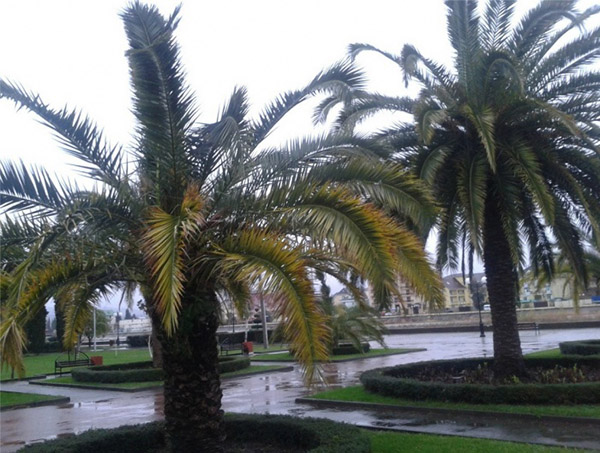Počasie v Soči v decembri 2016 - presná predpoveď teploty vody a vzduchu z hydrometeorologického centra