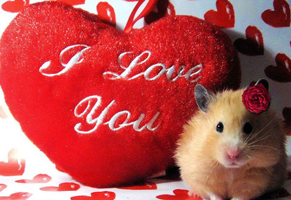 Blahoželáme k Valentine's Day