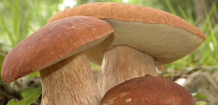 Jedlé huby: klasifikácia a preventívne opatrenia