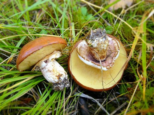 Jedlé huby: klasifikácia a preventívne opatrenia