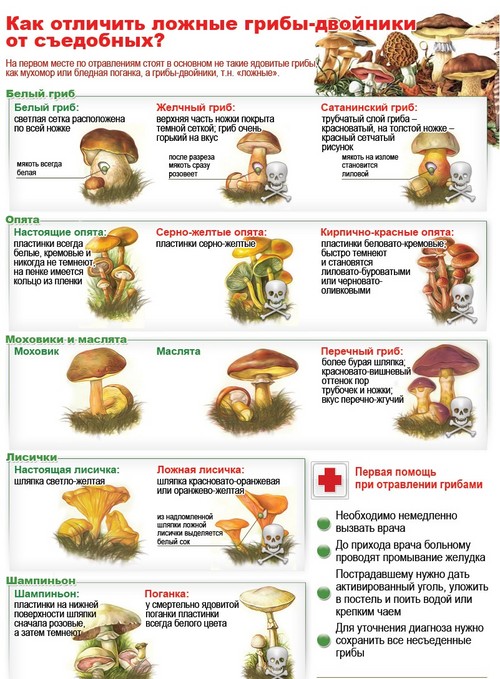 Jedlé huby: klasifikácia a preventívne opatrenia