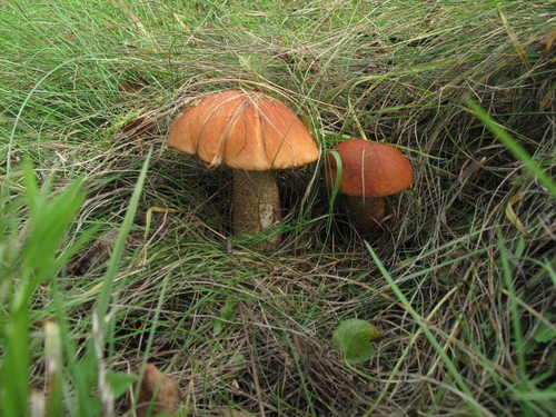 Jedlé huby: klasifikácia a preventívne opatrenia