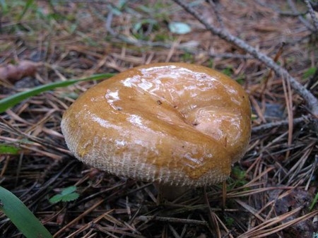 Ošípané: jedlé alebo nie?