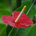Antúrium starostlivosť doma: čo ak anthurium žltne?