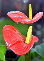 Antúrium starostlivosť doma: čo ak anthurium žltne?