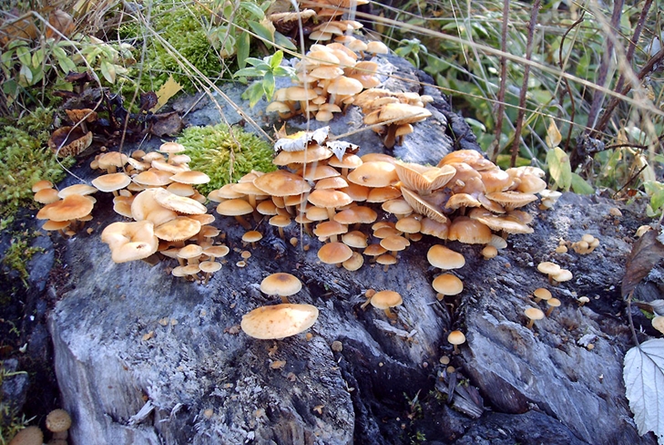 Jedovaté huby: falošné medové agary, foto