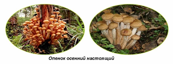 Jedovaté huby: falošné medové agary, foto