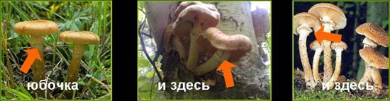 Jedovaté huby: falošné medové agary, foto