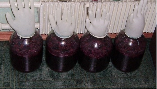 Domáce čerešňové víno, jednoduchý recept s vodkou, bez kvasníc. Ako si vyrobiť čerešňové víno doma s rukavicou