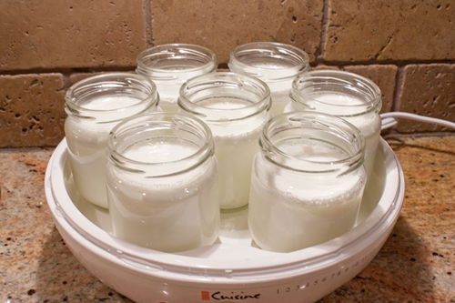 domáce jogurt v yogurtnitsa