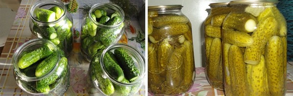 Uhorky studené spôsobom pod čiapkou nylon a kov. Nakrájame uhorky chladným spôsobom na zimu: horčicou, vodkou, ocotom zadarmo