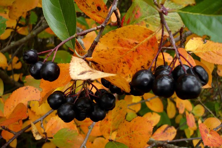 Užitočné polotovary na zimu: sirup z chobotnice ashberry