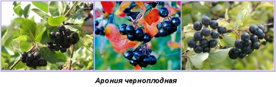Užitočné polotovary na zimu: sirup z chobotnice ashberry
