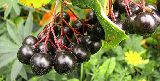 Užitočné polotovary na zimu: sirup z chobotnice ashberry