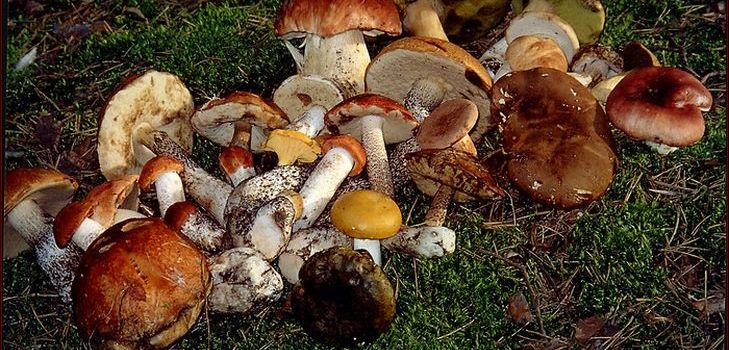 Recept na polievku zo sušených húb, jej užitočné vlastnosti