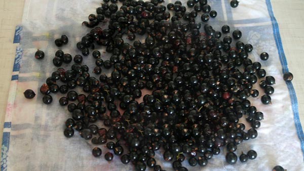Ryža s cukrom na zimu bez varenia, Pyatiminutka, mrazené. Ryža recept, strúhaný cukor na zimu (bez chladničky)