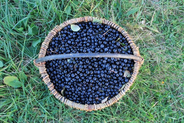 Zaseknutie z čiernej chokeberry