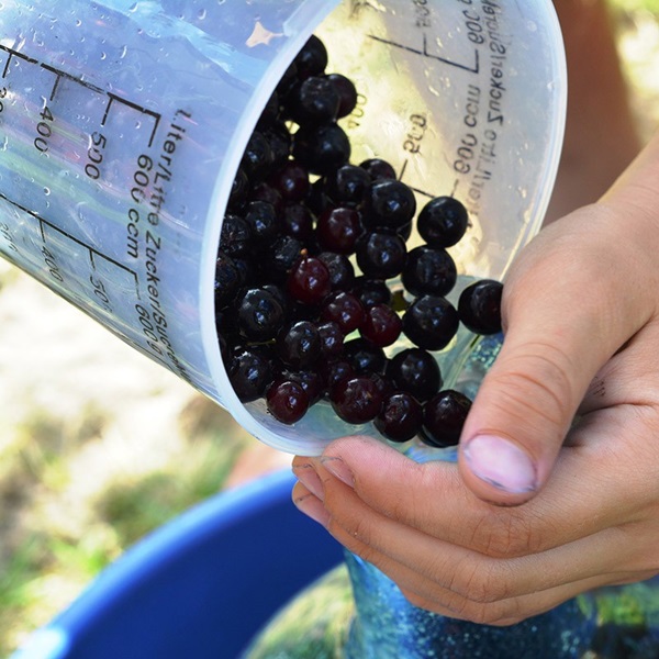 Zaseknutie z čiernej chokeberry