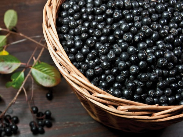 Zaseknutie z čiernej chokeberry