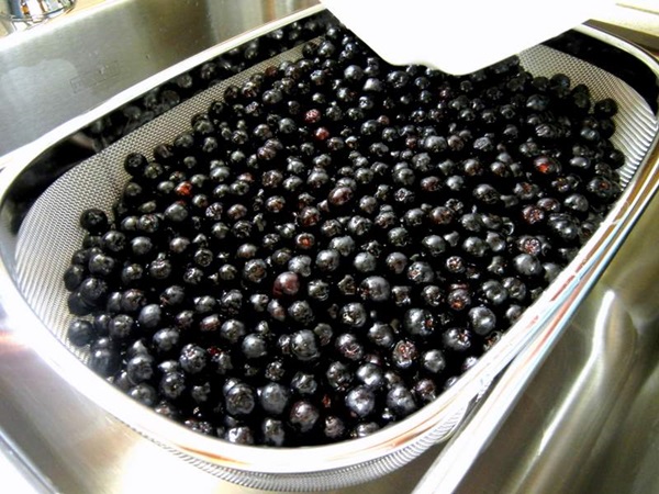 Zaseknutie z čiernej chokeberry