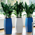 Fytodesign interiéru