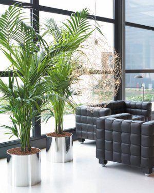 Fytodesign interiéru