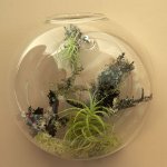 Florarium: originálna dekorácia vášho interiéru Florarium: originálna dekorácia vášho interiéru