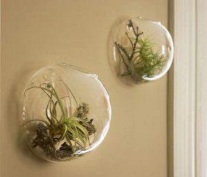 Florarium: originálna dekorácia vášho interiéru Florarium: originálna dekorácia vášho interiéru