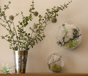 Florarium: originálna dekorácia vášho interiéru
