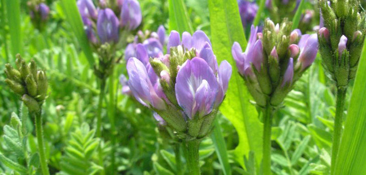 Astragalus: terapeutické vlastnosti, foto, aplikácia
