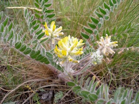 Astragalus: terapeutické vlastnosti, foto, aplikácia