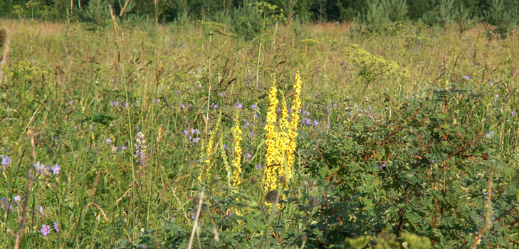 Liečivé vlastnosti, fotografie mullein. Recepty tradičnej medicíny