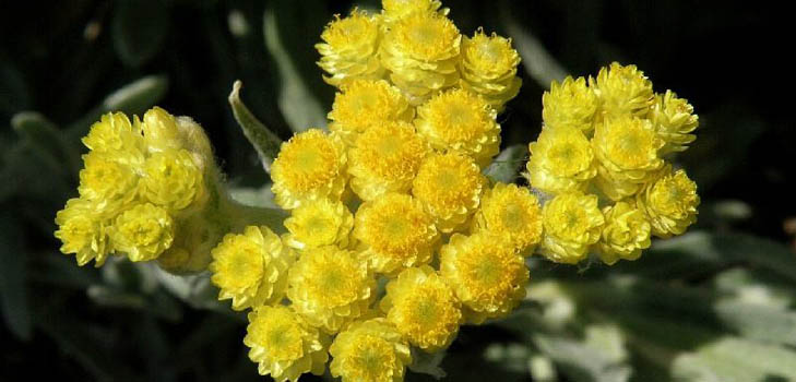 Terapeutické vlastnosti a aplikácia imortelle (s fotografiou)