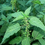 Terapeutické vlastnosti žihľavy Terapeutické vlastnosti žihľavy
