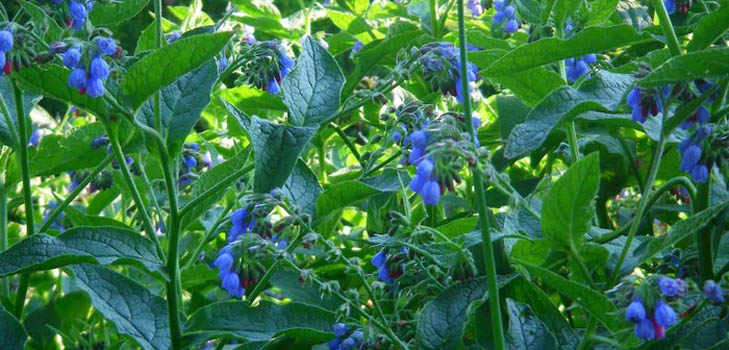 Comfrey officinalis: použitie a liečivé vlastnosti kosodreviny