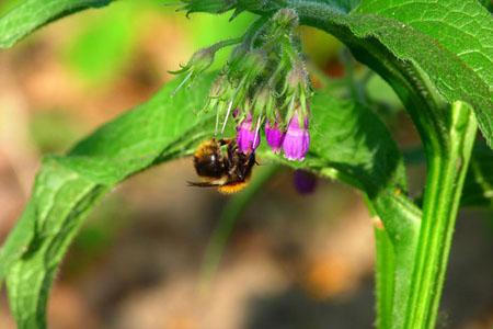 Comfrey officinalis: použitie a liečivé vlastnosti kosodreviny